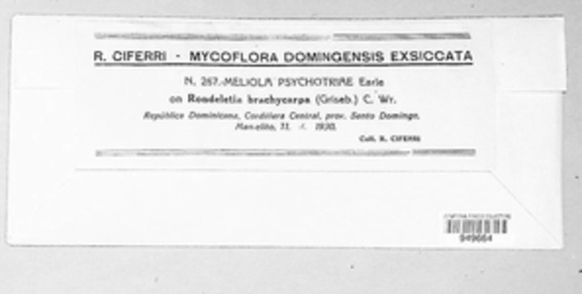 Meliola psychotriae image